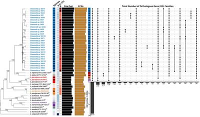 Genome collection of Shewanella spp. isolated from spoiled lamb